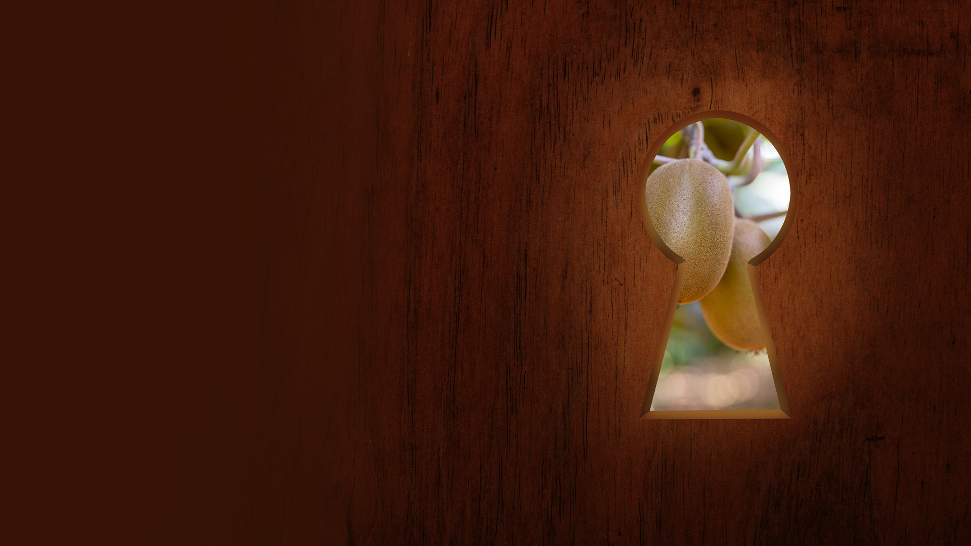 salvivivai-kiwi-banner-home