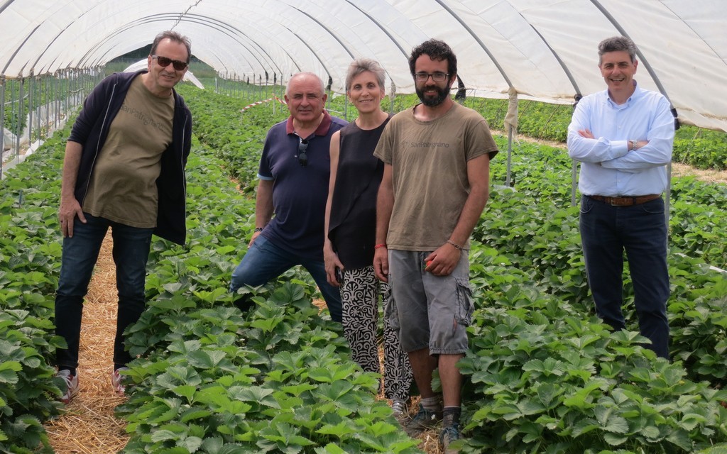 SALVI VIVAI PER LE FRAGOLE DI SAN PATRIGNANO