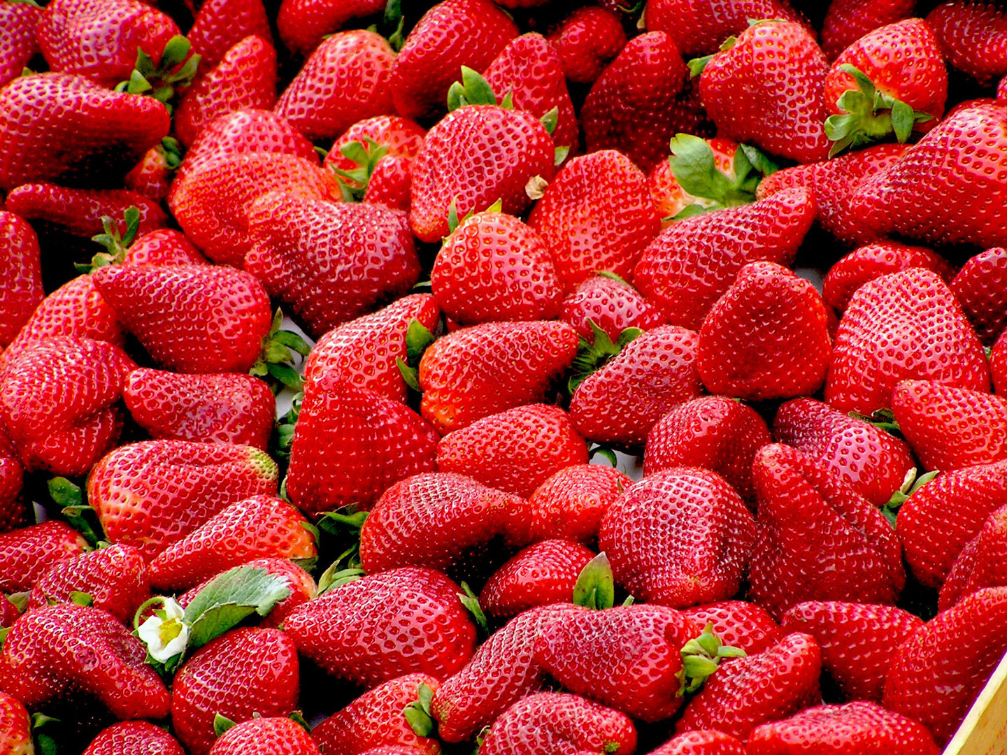 SILVIA SALVI: LA CAMPAGNA DELLA FRAGOLA