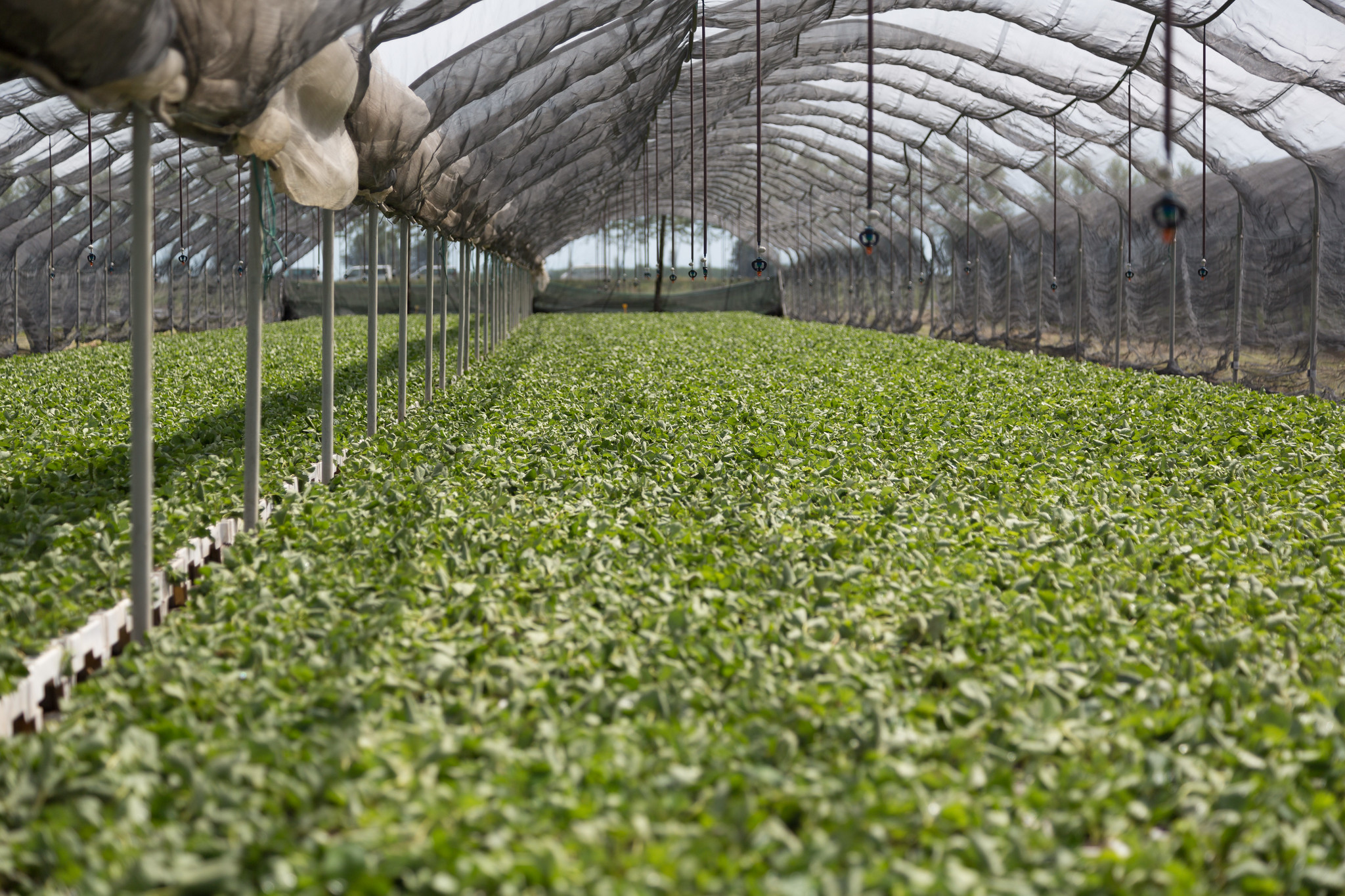 Fragole: il mercato oggi e la conferma della produzione vivaistica