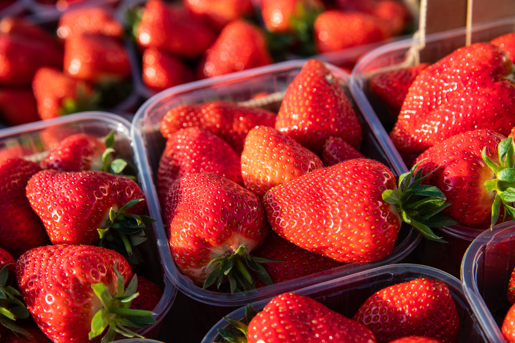 Salvi Vivai parla di fragola su Frutticoltura aprile