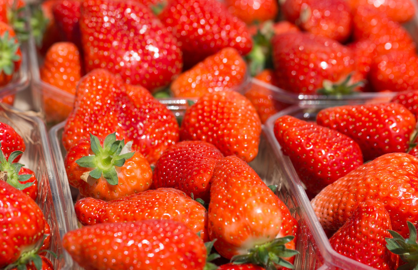 Salvi Vivai alla Sagra della Fragola di Lagosanto